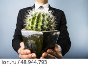 Businessman holding a cactus. Стоковое фото, агентство Ingram Publishing / Фотобанк Лори