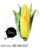 Corncob with leaf. Hand drawn watercolor painting on white background. Vector illustration	. Стоковая иллюстрация, агентство Ingram Publishing / Фотобанк Лори
