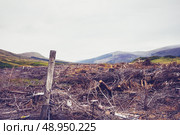 Cut down forest with mountains in the background. Стоковое фото, агентство Ingram Publishing / Фотобанк Лори