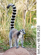 Ring-tailed lemur (Lemur catta): a clade of strepsirrhine primates endemic to the island of Madagascar. Стоковое фото, агентство Ingram Publishing / Фотобанк Лори