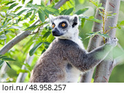 Ring-tailed lemur (Lemur catta): a clade of strepsirrhine primates endemic to the island of Madagascar. Стоковое фото, агентство Ingram Publishing / Фотобанк Лори