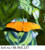 Julia longwing butterfly Dryas iulia in leaf at outdoor. Стоковое фото, агентство Ingram Publishing / Фотобанк Лори