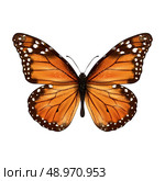 Insects realistic colored butterfly isolated on white background vector illustration. Стоковая иллюстрация, агентство Ingram Publishing / Фотобанк Лори