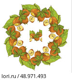 Circle ornament with highly detailed hand drawn hazelnuts isolated on white background. Pattern endless fragment. . Стоковая иллюстрация, агентство Ingram Publishing / Фотобанк Лори