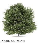common hazel tree isolated on white background. Стоковое фото, агентство Ingram Publishing / Фотобанк Лори
