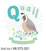 Letter Q - Quail. Alphabet with cute animals. Vector illustration. Стоковая иллюстрация, агентство Ingram Publishing / Фотобанк Лори