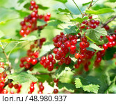 branch of ripe red currant in a garden. Стоковое фото, агентство Ingram Publishing / Фотобанк Лори