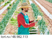 Farmer man harvesting onions in Mediterranean orchard field. Стоковое фото, агентство Ingram Publishing / Фотобанк Лори