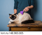 A young woman is grooming a long haired Birman cat. Стоковое фото, агентство Ingram Publishing / Фотобанк Лори