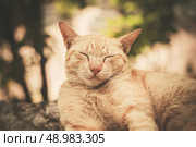 A cat is sleeping on a rock outside. Стоковое фото, агентство Ingram Publishing / Фотобанк Лори