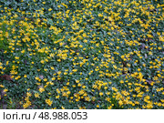 Чистяк весенний, или Лютик весенний (лат. Ranunculus ficaria) Стоковое фото, фотограф Елена Арсентьева / Фотобанк Лори