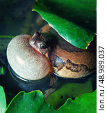 Male Banded bullfrog  calls for a mate with vocal sac inflated during mating season. Стоковое фото, агентство Ingram Publishing / Фотобанк Лори