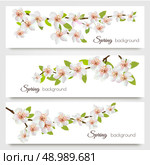 Three sakura branches banners. Vector. Стоковая иллюстрация, агентство Ingram Publishing / Фотобанк Лори