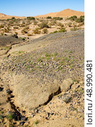  old fossil in  the desert of morocco sahara and rock  stone    sky. Стоковое фото, агентство Ingram Publishing / Фотобанк Лори
