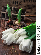 sprouted bulbs on white background fresh cut tulips. Стоковое фото, агентство Ingram Publishing / Фотобанк Лори