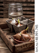 shoots of tulips germinated in the spring tulips with agricultural accessories. Стоковое фото, агентство Ingram Publishing / Фотобанк Лори