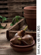 shoots of tulips germinated in the spring tulips with agricultural accessories. Стоковое фото, агентство Ingram Publishing / Фотобанк Лори