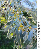 Лох узколистный (Elaeagnus angustifolia) Стоковое фото, фотограф Анастасия Дехтерева / Фотобанк Лори