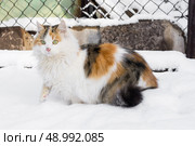 shaggy cat masked in the snow. Стоковое фото, агентство Ingram Publishing / Фотобанк Лори