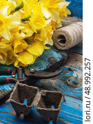 blooming daffodils,peat pots,secateurs on wooden background.Selective focus. Стоковое фото, агентство Ingram Publishing / Фотобанк Лори