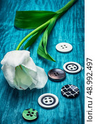 white tulip and buttons for clothing on light blue wooden background. white tulip and buttons. Стоковое фото, агентство Ingram Publishing / Фотобанк Лори