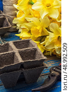 blooming daffodils,peat pots,secateurs on wooden background.Selective focus. Стоковое фото, агентство Ingram Publishing / Фотобанк Лори