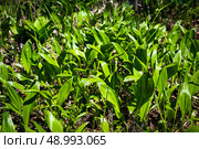 Заросли черемши (Allium ursinum) в лесу. Стоковое фото, фотограф Дмитрий УТКИН / Фотобанк Лори
