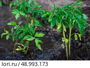 bushes planted tomato prepayment running water. bushes planted tomato prepayment running water.Selective focus. Стоковое фото, агентство Ingram Publishing / Фотобанк Лори