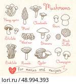Set drawings of mushrooms for design menus, recipes and packages product. Vector Illustration. Стоковая иллюстрация, агентство Ingram Publishing / Фотобанк Лори