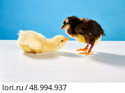 chicks couple yellow and black on table with blue background. Стоковое фото, агентство Ingram Publishing / Фотобанк Лори