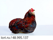 Male Rooster Araucana Easter egger breed in white background. Стоковое фото, агентство Ingram Publishing / Фотобанк Лори