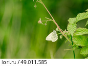 High resolution photo in best quality. Стоковое фото, агентство Ingram Publishing / Фотобанк Лори