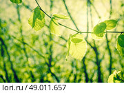 Springtime beech leaves in green nature. Стоковое фото, агентство Ingram Publishing / Фотобанк Лори