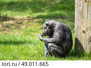 Black old chimp eating food on green grass. Стоковое фото, агентство Ingram Publishing / Фотобанк Лори