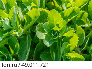 Close-up of a green cabbage field in the summertime. Стоковое фото, агентство Ingram Publishing / Фотобанк Лори