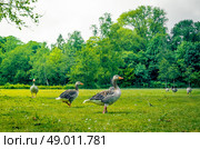 Geese standing in a park with green nature. Стоковое фото, агентство Ingram Publishing / Фотобанк Лори