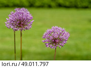 Close-up of a Allium Giganteum flower in a garden. Стоковое фото, агентство Ingram Publishing / Фотобанк Лори
