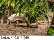 Big turtle walking in a prehistoric jungle. Стоковое фото, агентство Ingram Publishing / Фотобанк Лори