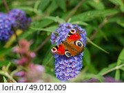 Inachis io sitting on a blue flower in a garden. Стоковое фото, агентство Ingram Publishing / Фотобанк Лори
