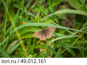 Aphantopus hyperanthus butterfly on a green leaf in the garden. Стоковое фото, агентство Ingram Publishing / Фотобанк Лори