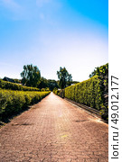 Village path with hedge on both sides. Стоковое фото, агентство Ingram Publishing / Фотобанк Лори
