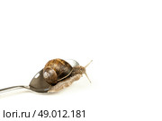 Escargot snail climbing on a spoon. Стоковое фото, агентство Ingram Publishing / Фотобанк Лори
