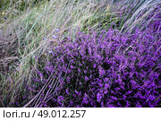 Purple heather field in natural surroundings. Стоковое фото, агентство Ingram Publishing / Фотобанк Лори