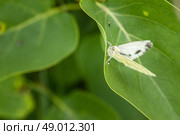 White butterfly resting on a green leaf. Стоковое фото, агентство Ingram Publishing / Фотобанк Лори