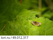 Background picture with a butterfly on a leaf. Стоковое фото, агентство Ingram Publishing / Фотобанк Лори