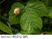 European snail with a house on a green leaf. Стоковое фото, агентство Ingram Publishing / Фотобанк Лори