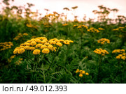 Yellow Tanacetum Vulgare flower on a field. Стоковое фото, агентство Ingram Publishing / Фотобанк Лори