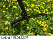 Lots of dandelions growing on a lawn. Стоковое фото, агентство Ingram Publishing / Фотобанк Лори