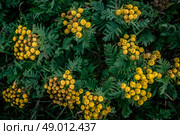 Yellow Tanacetum Vulgare flower from above. Стоковое фото, агентство Ingram Publishing / Фотобанк Лори