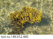 Seaweed from Scandinavia in crystal clear water. Стоковое фото, агентство Ingram Publishing / Фотобанк Лори